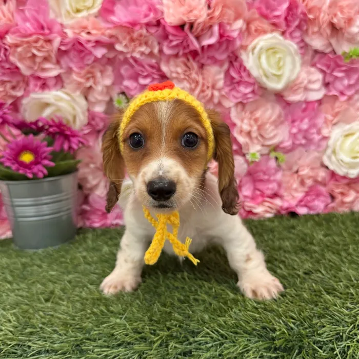 Male Dachshund Puppy for Sale in Braintree, MA