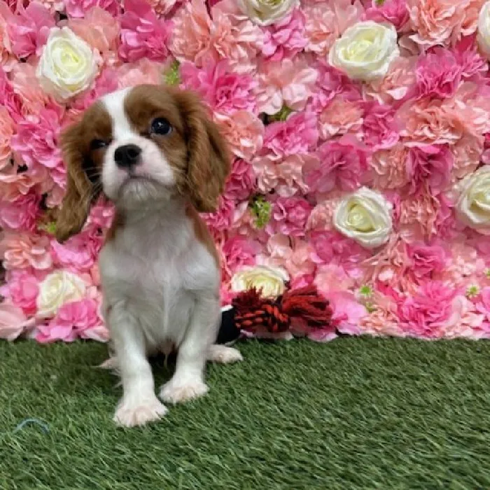 Male Cavalier King Charles Spaniel Puppy for Sale in Saugus, MA