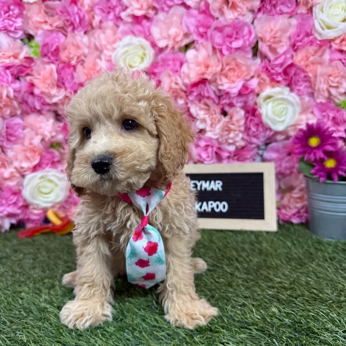 Male Cockapoo 2Nd Gen puppy named Neymar for sale at Pet Express Braintree.
