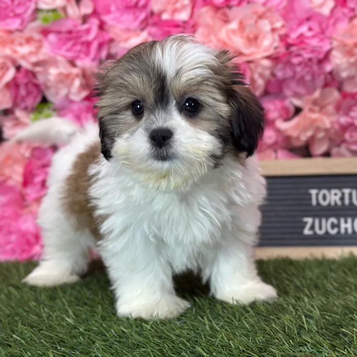 Female Teddy Bear (Zuchon) puppy named Tortuga for sale at Pet Express Saugus.