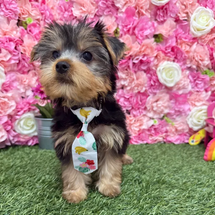 Male Yorkshire Terrier Puppy for Sale in Braintree, MA
