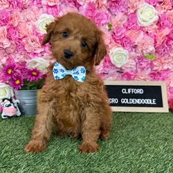 Male Micro Mini Goldendoodle F1Bb puppy named Clifford for sale at Pet Express Braintree.