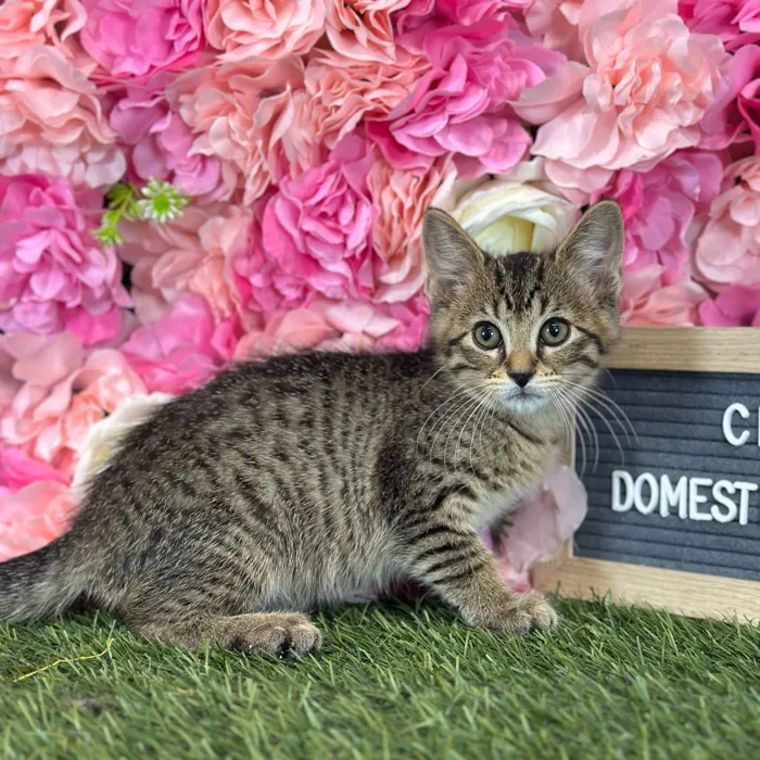 Female Domestic Short Hair kitten named Chloe for sale at Pet Express Saugus.