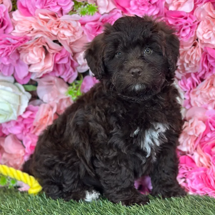 Female Havapoo puppy named Whitney for sale at Pet Express Saugus.