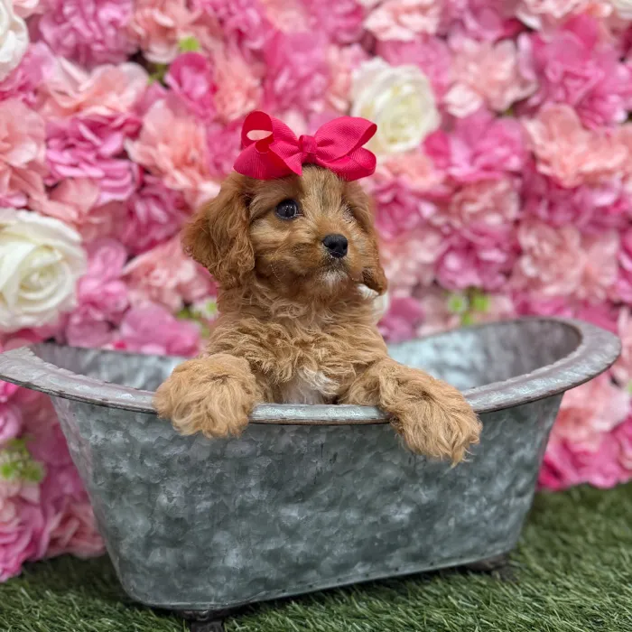 Female Cavapoo 2nd Gen Puppy for Sale in Braintree, MA