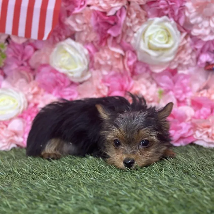 Male Yorkshire Terrier Puppy for Sale in Saugus, MA
