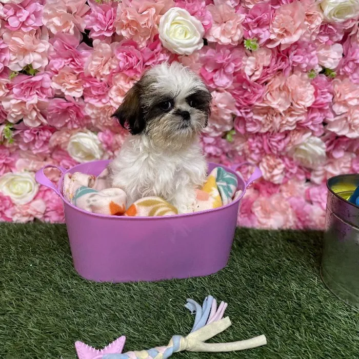 Female Shih Tzu Puppy for Sale in Saugus, MA