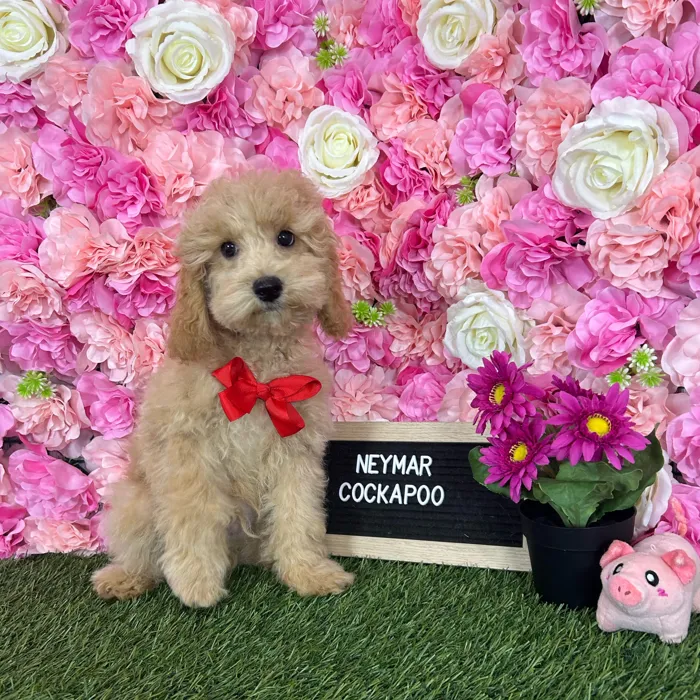 Male Cockapoo 2Nd Gen puppy named Neymar for sale at Pet Express Braintree.