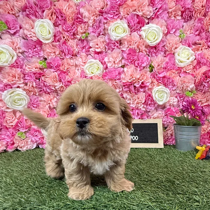 Male Shih-Poo puppy named Rolo for sale at Pet Express Braintree.