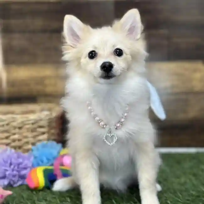 Female Pomeranian Puppy for Sale in Saugus, MA