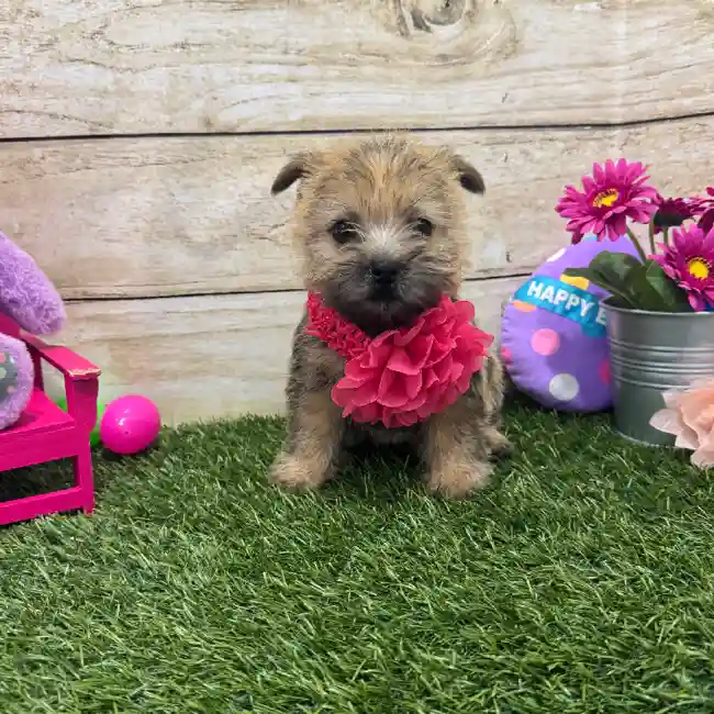 Female Cairn Terrier Puppy for Sale in Braintree, MA