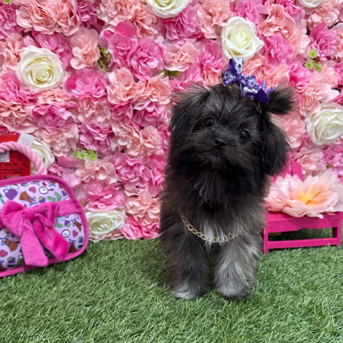 Female Shiranian Puppy for Sale in Braintree, MA