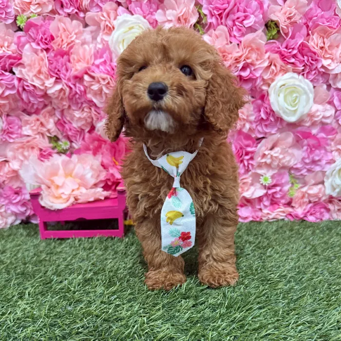 Male Poodle Moyen (Medium) Puppy for Sale in Braintree, MA