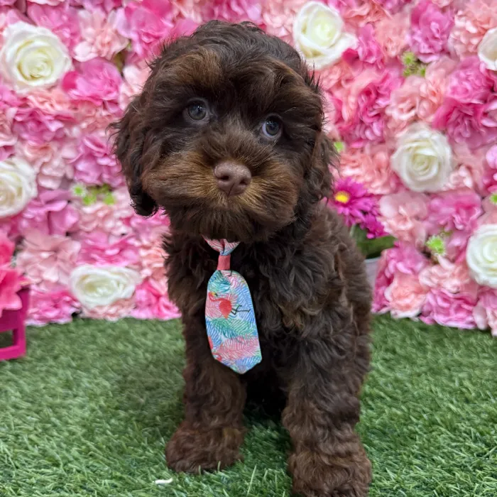 Male Cockapoo Puppy for Sale in Braintree, MA