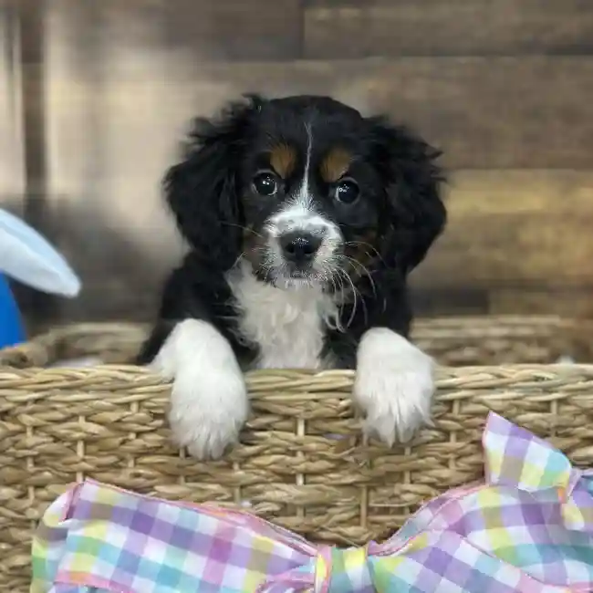 Female Aussalier Puppy for Sale in Saugus, MA