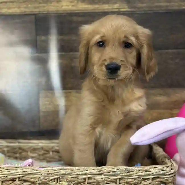 Male Golden Retriever Puppy for Sale in Saugus, MA