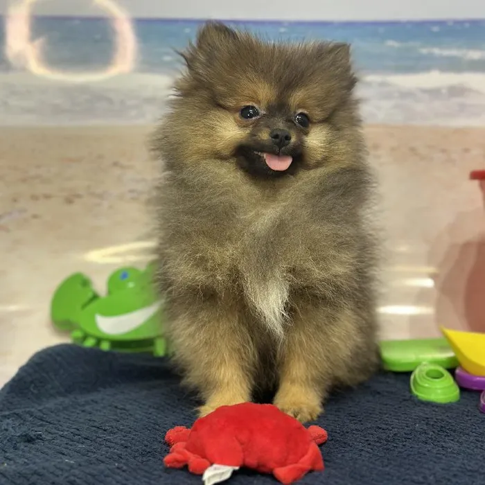 Female Pomeranian Puppy for Sale in Saugus, MA