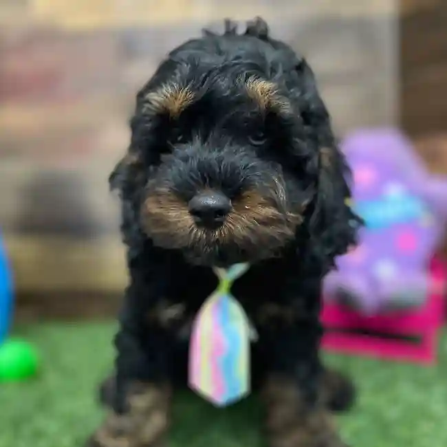 Male Cockapoo Puppy for Sale in Braintree, MA