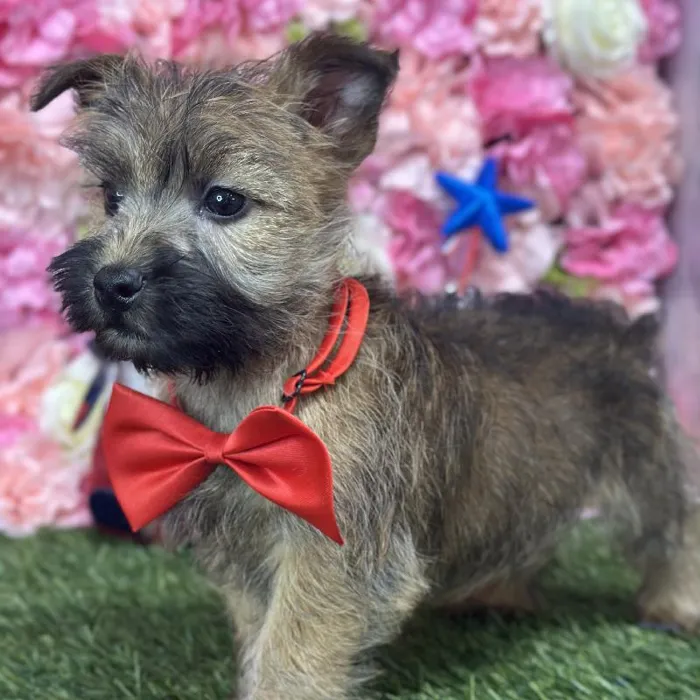 Male Cairn Terrier Puppy for Sale in Saugus, MA
