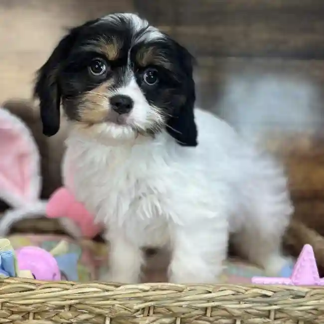 Female Cavanese Puppy for Sale in Saugus, MA