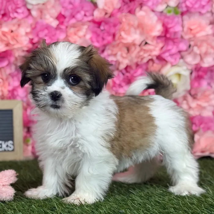 Female Malshi puppy named Nyla for sale at Pet Express Saugus.