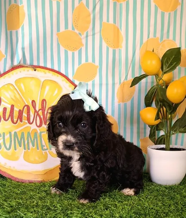 Female Cockapoo 2Nd Gen puppy named Alice for sale at Pet Express Saugus.