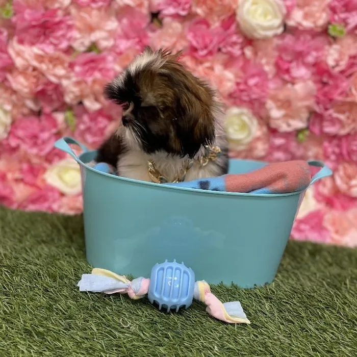 Male Shih Tzu Puppy for Sale in Saugus, MA