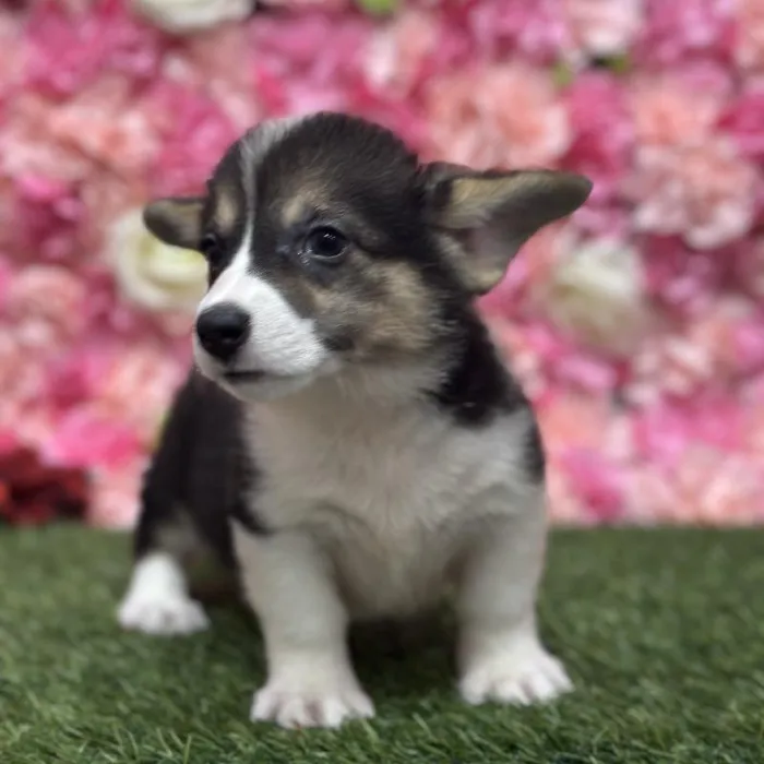 Female Pembroke Welsh Corgi Puppy for Sale in Saugus, MA