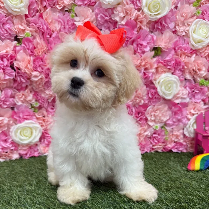 Female Teddy Bear (Zuchon) Puppy for Sale in Braintree, MA