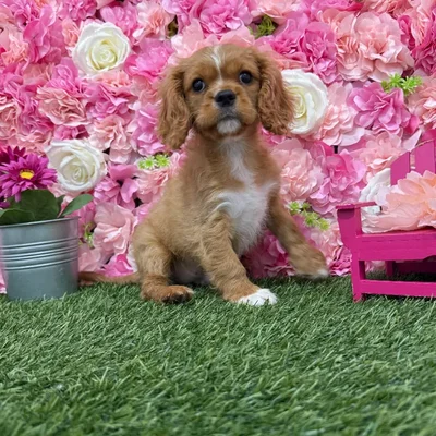 Male Cavalier King Charles Spaniel Puppy for Sale in Braintree, MA