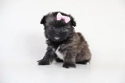 car_main_img_/media/ap_media/pets/PWPBDXGLOAFP186815.webp.250x250_q85.webp