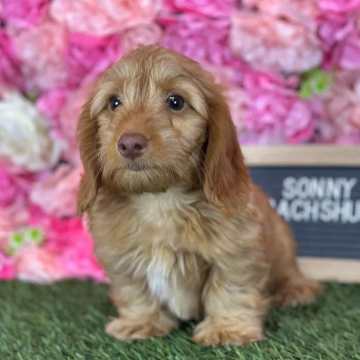 Male Dachshund puppy named Sonny for sale at Pet Express Saugus.