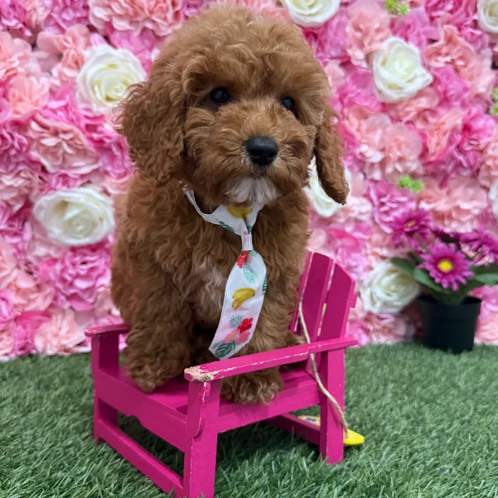 Male Poodle Moyen (Medium) Puppy for Sale in Braintree, MA