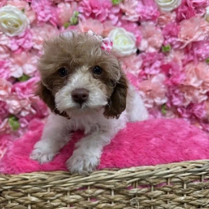 Female Poodle Toy Puppy for Sale in Saugus, MA