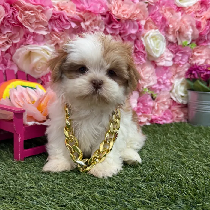 Male Shih Tzu Puppy for Sale in Braintree, MA
