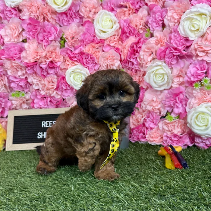 Male Shih-Poo puppy named Reese for sale at Pet Express Braintree.