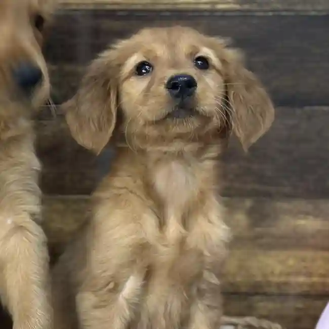 Female Golden Retriever Puppy for Sale in Saugus, MA