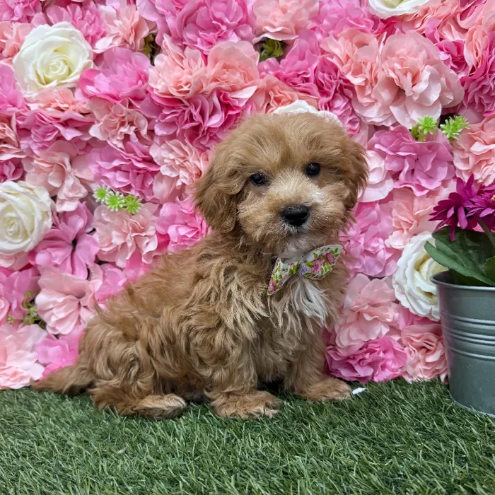 Male Mini Goldendoodle 2nd Gen Puppy for Sale in Braintree, MA