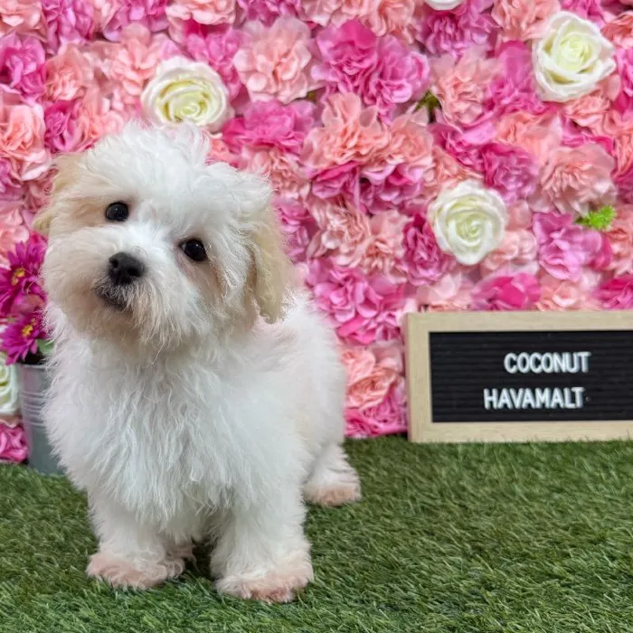 Male Havamalt puppy named Coconut for sale at Pet Express Braintree.