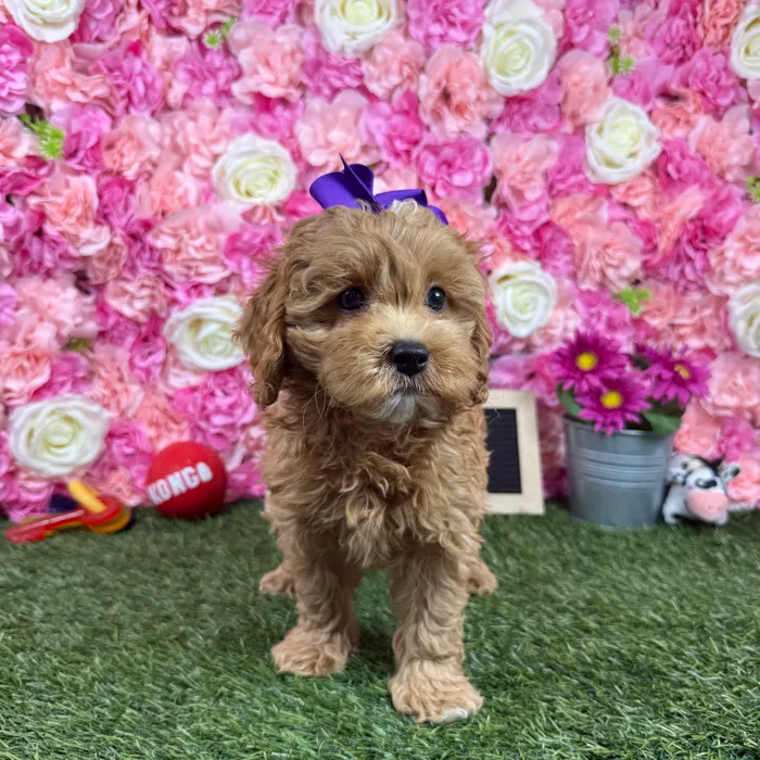 Female Cockapoo 2Nd Gen puppy named Saka for sale at Pet Express Braintree.