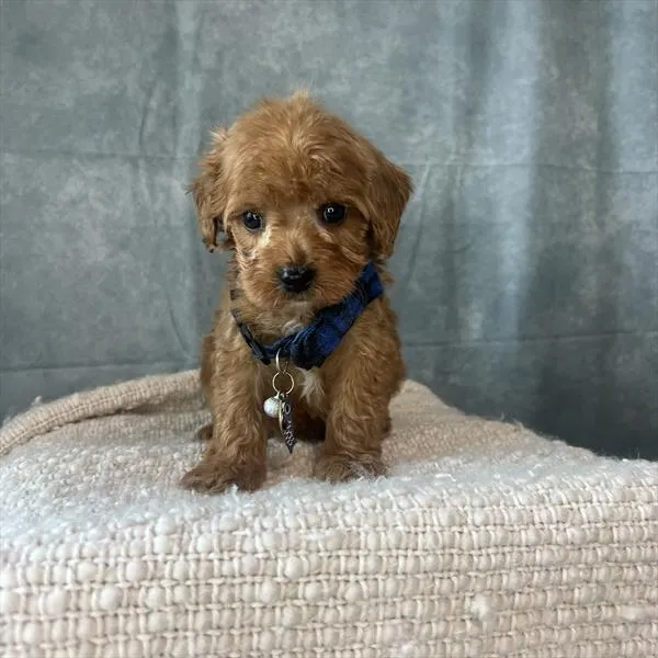 Male Cavapoo puppy named Joey for sale at Pet Express Saugus.