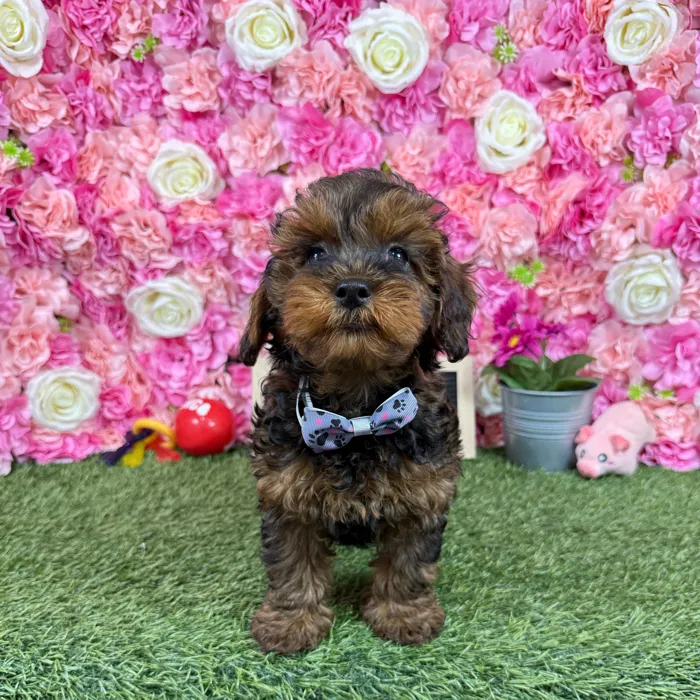 Male Yorkie-Poo puppy named Chase for sale at Pet Express Braintree.
