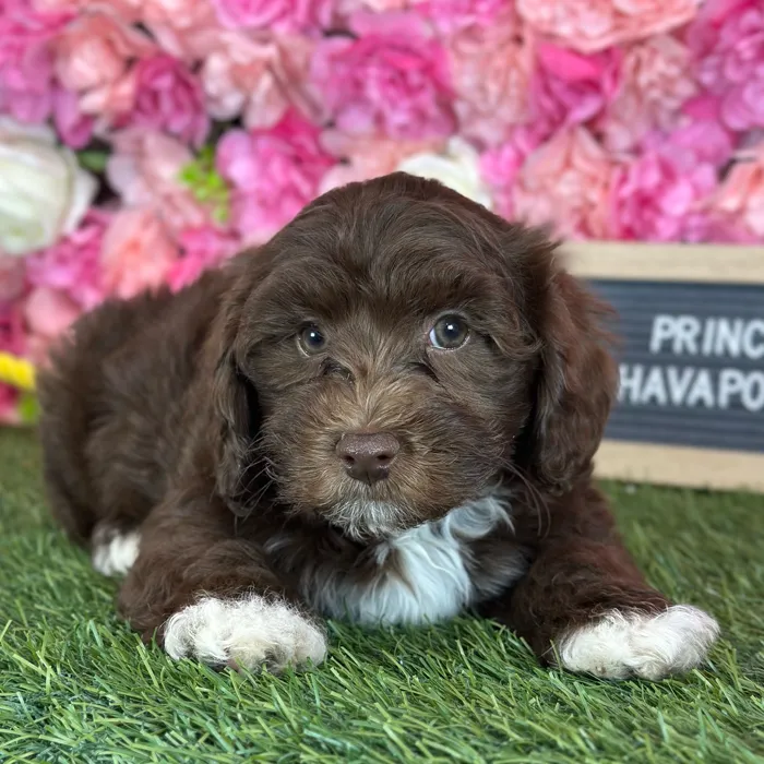 Male Havapoo puppy named Prince for sale at Pet Express Saugus.