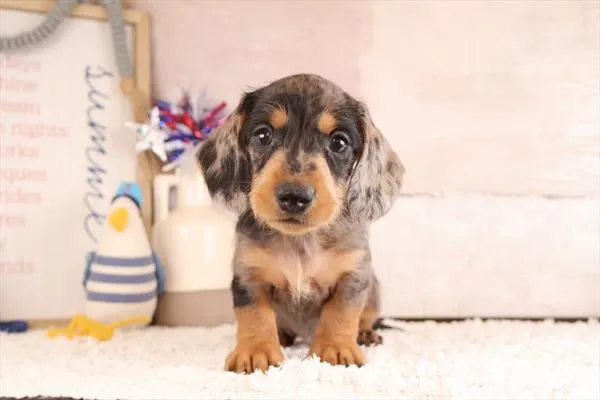 Male Dachshund puppy named Rocky for sale at Pet Express Braintree.