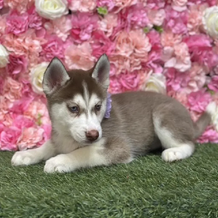 Female Siberian Husky Puppy for Sale in Saugus, MA