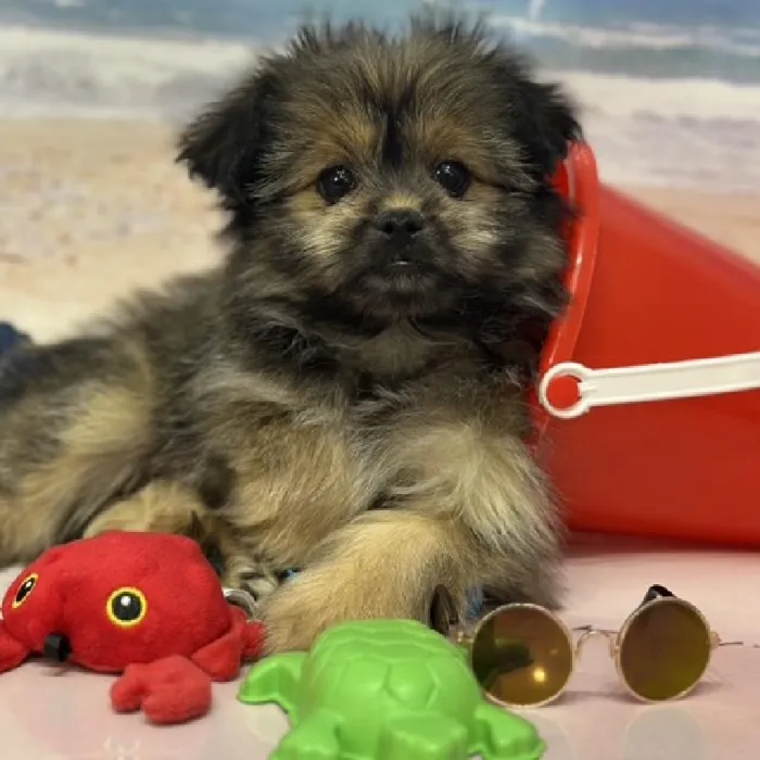 Male Shiranian Puppy for Sale in Saugus, MA