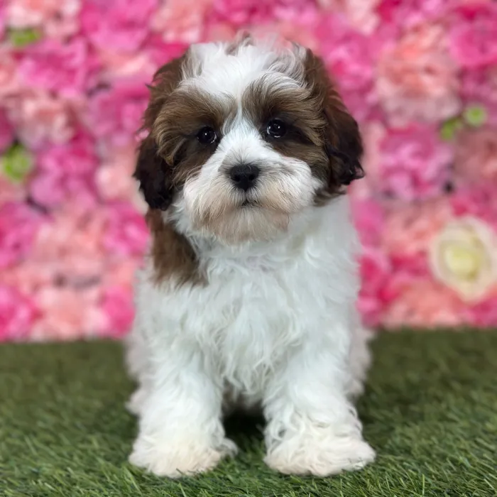 Female Shih-Poo puppy named Osa for sale at Pet Express Saugus.