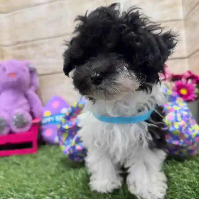 Female Bichon-Poodle 2nd Gen Puppy for Sale in Saugus, MA