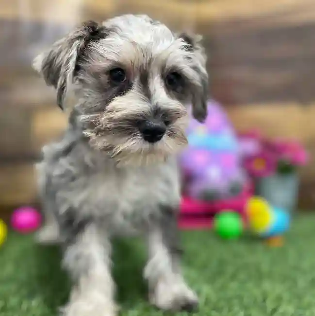 Male Miniature Schnauzer Puppy for Sale in Braintree, MA