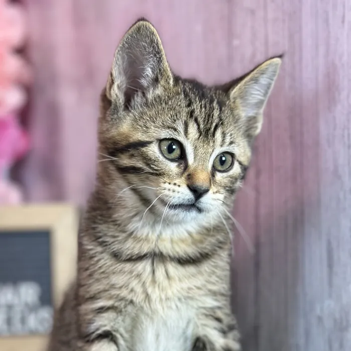 Female Domestic Short Hair kitten named Hissy for sale at Pet Express Saugus.